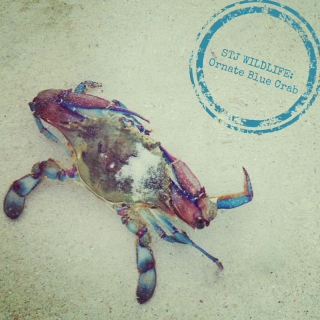 STJ WILDLIFE_Ornate Blue Crab